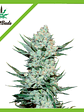 Tangie Matic Auto X1-Fast Buds - Miniatura 3