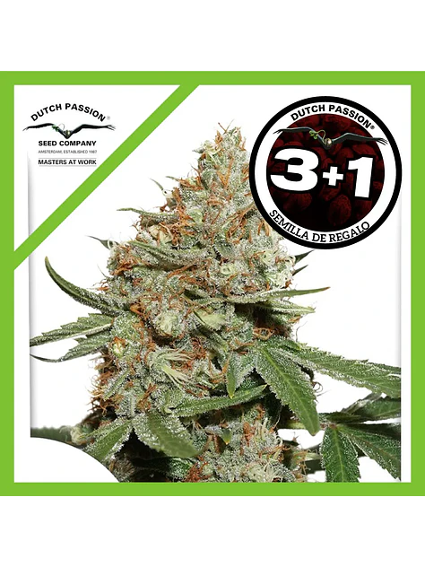 Skunk N11 Fem -Dutch Passion X3+1 2