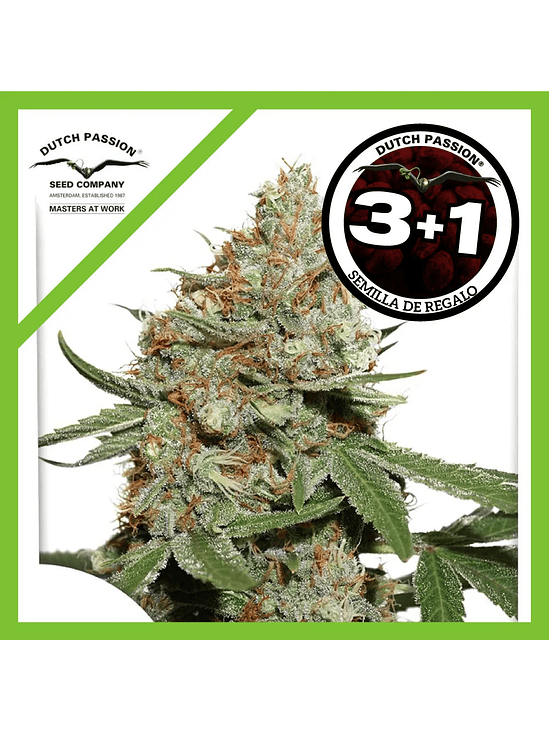 Skunk N11 Fem X3-Dutch Passion 2