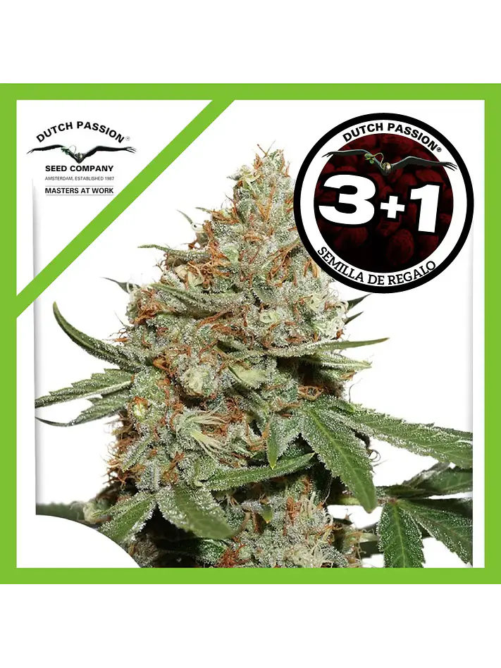 Skunk N11 Fem -Dutch Passion X3+1 2