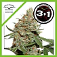 Skunk N11 Fem -Dutch Passion X3+1 - Miniatura 2