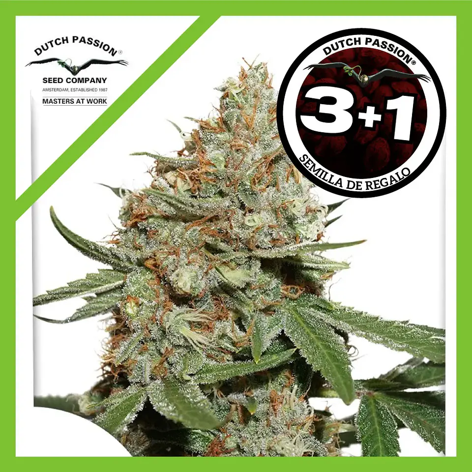 Skunk N11 Fem -Dutch Passion X3+1 2