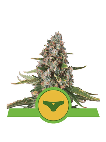 Sherbet Queen Usa Premium Auto X1-Royal Queen Seeds 2