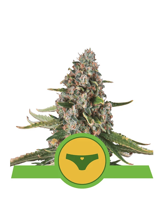 Sherbet Queen Usa Premium Auto X1-Royal Queen Seeds 2