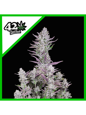 Wedding Glue Auto X1-Fast Buds 2