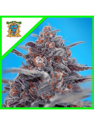 Devil Cream  Auto® X3+1-Sweet Seeds 2