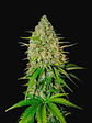 Grapefruit Auto X1-Fast Buds - Miniatura 2
