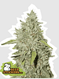 Northern Lights Fem X3-Seedstockers - Miniatura 2