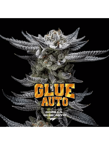 Gorilla Glue Auto Gk X2-Bsf 3