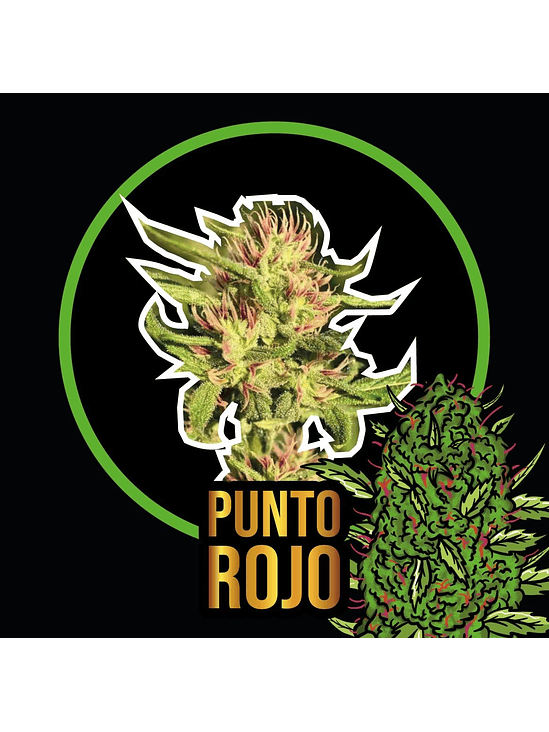 Punto Rojo Fast Version X1-Delirium Seeds 5
