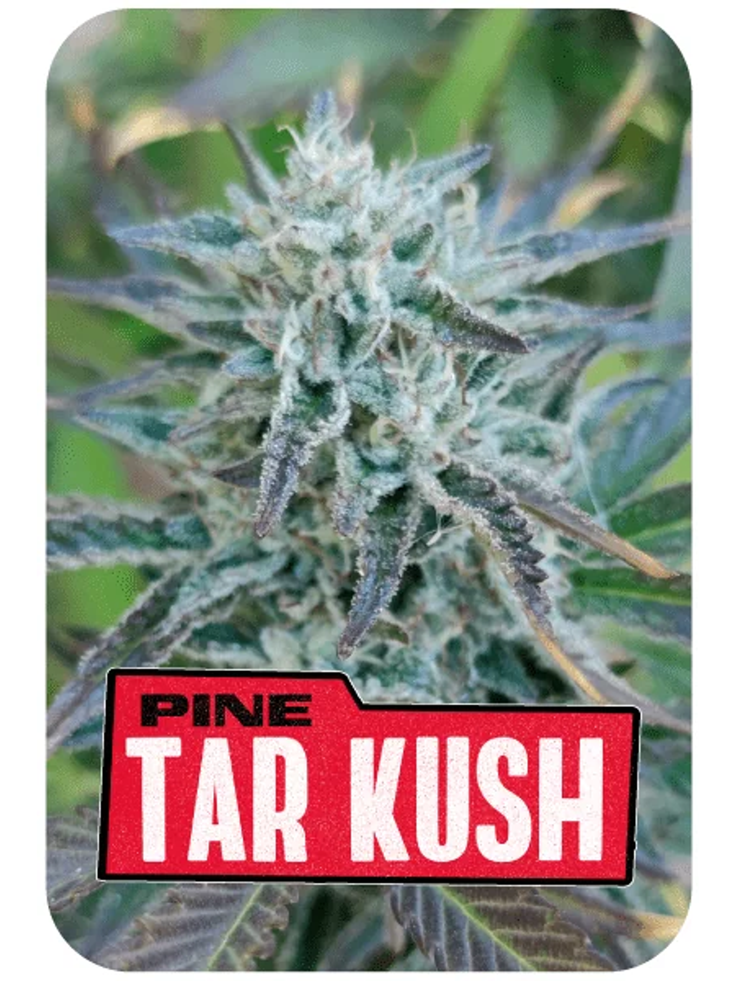 Pine Tar Kush L.E. X4-Bsf 2