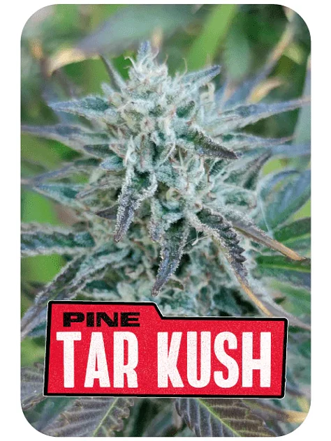 Pine Tar Kush L.E. X4-Bsf 2