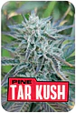 Pine Tar Kush L.E. X4-Bsf - Miniatura 2