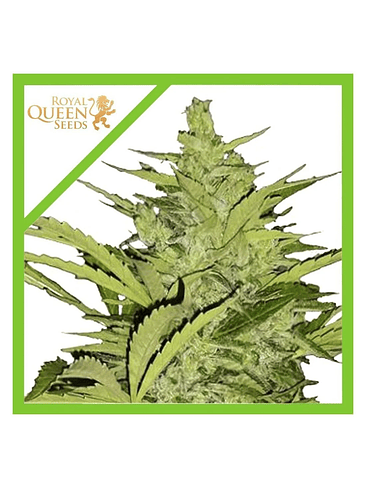 Fast Eddy Cbd Auto X1-Royal Queen Seeds 2