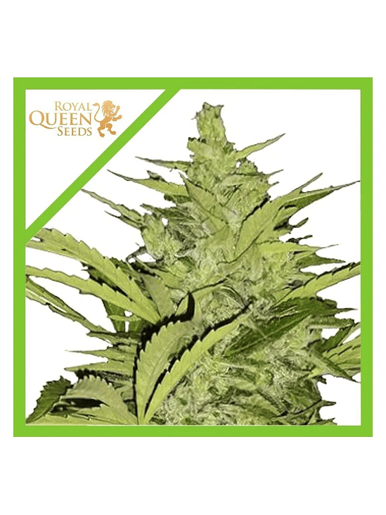 Fast Eddy Cbd Auto X1-Royal Queen Seeds 2