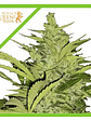 Fast Eddy Cbd Auto X1-Royal Queen Seeds - Miniatura 2