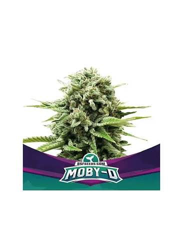 Moby-D Fem X2-Bsf 3