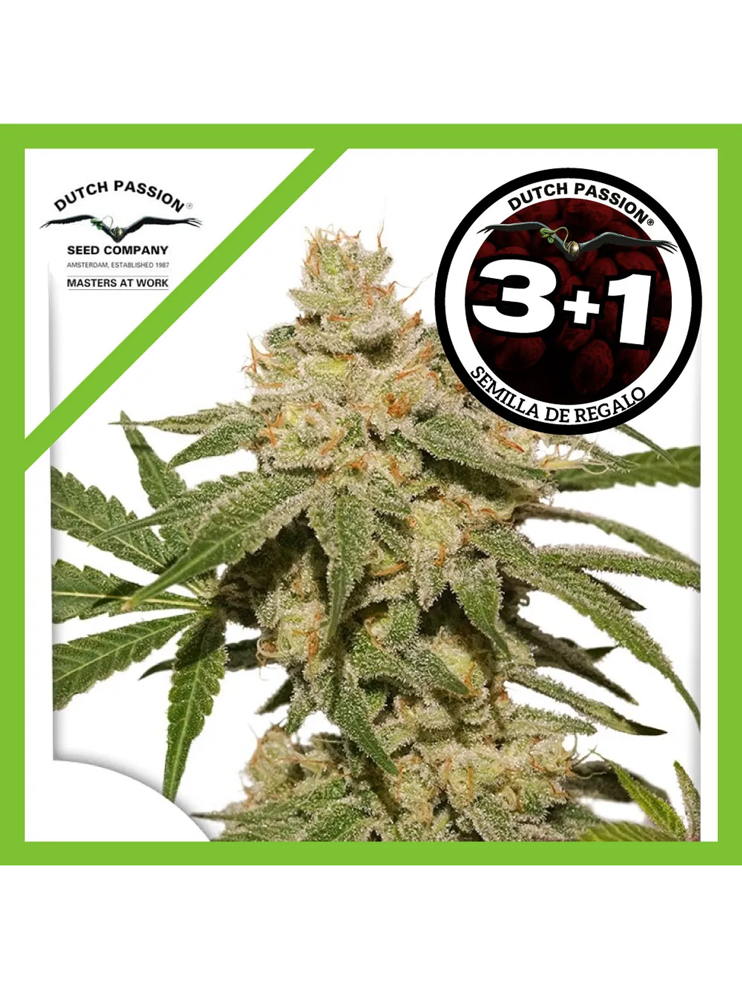 Oh My Gusher Auto -Dutch Passion (X3/X3+1) 3