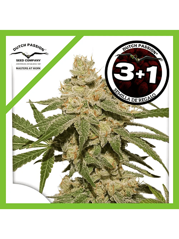 Oh My Gusher Auto X3-Dutch Passion 3