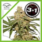 Oh My Gusher Auto -Dutch Passion X3+1 - Miniatura 1
