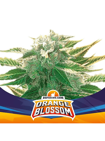 Orange Blossom Xxl  Auto X4 -Bsf 3