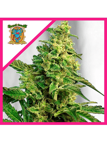 Gorilla Girl Xl Auto X5+2-Sweet Seeds 2