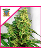Gorilla Girl Xl Auto X5+2-Sweet Seeds - Miniatura 2