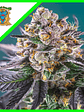 Gorilla Girl Xl Auto X5+2-Sweet Seeds - Miniatura 3