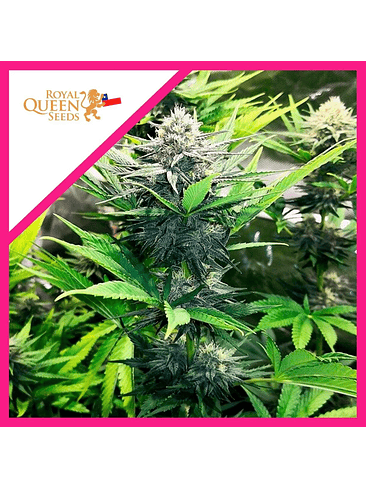 North Thunderfuck Fem X1-Royal Queen Seeds 2