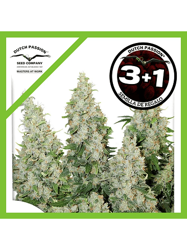 Think Different Auto X3-Dutch Passion 2