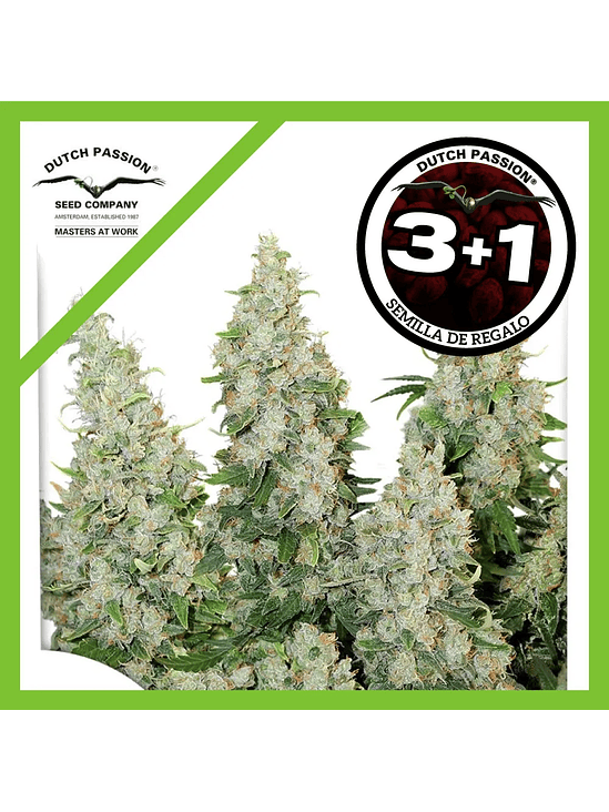 Think Different Auto X3-Dutch Passion 2