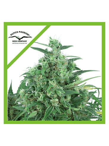 Think Different Auto X3-Dutch Passion 3