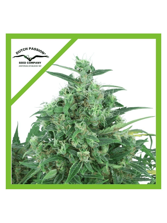 Think Different Auto X3-Dutch Passion 3