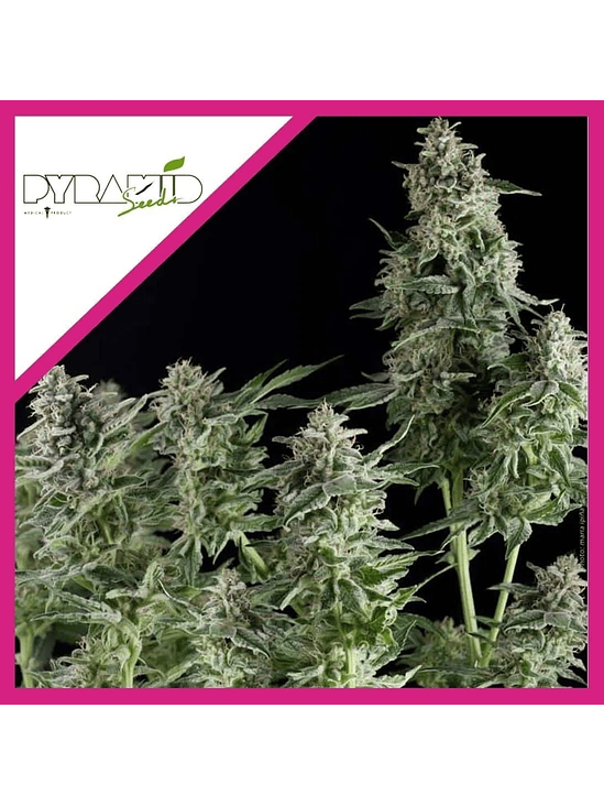 Olympia  Fem X3-Pyramid Seeds 2