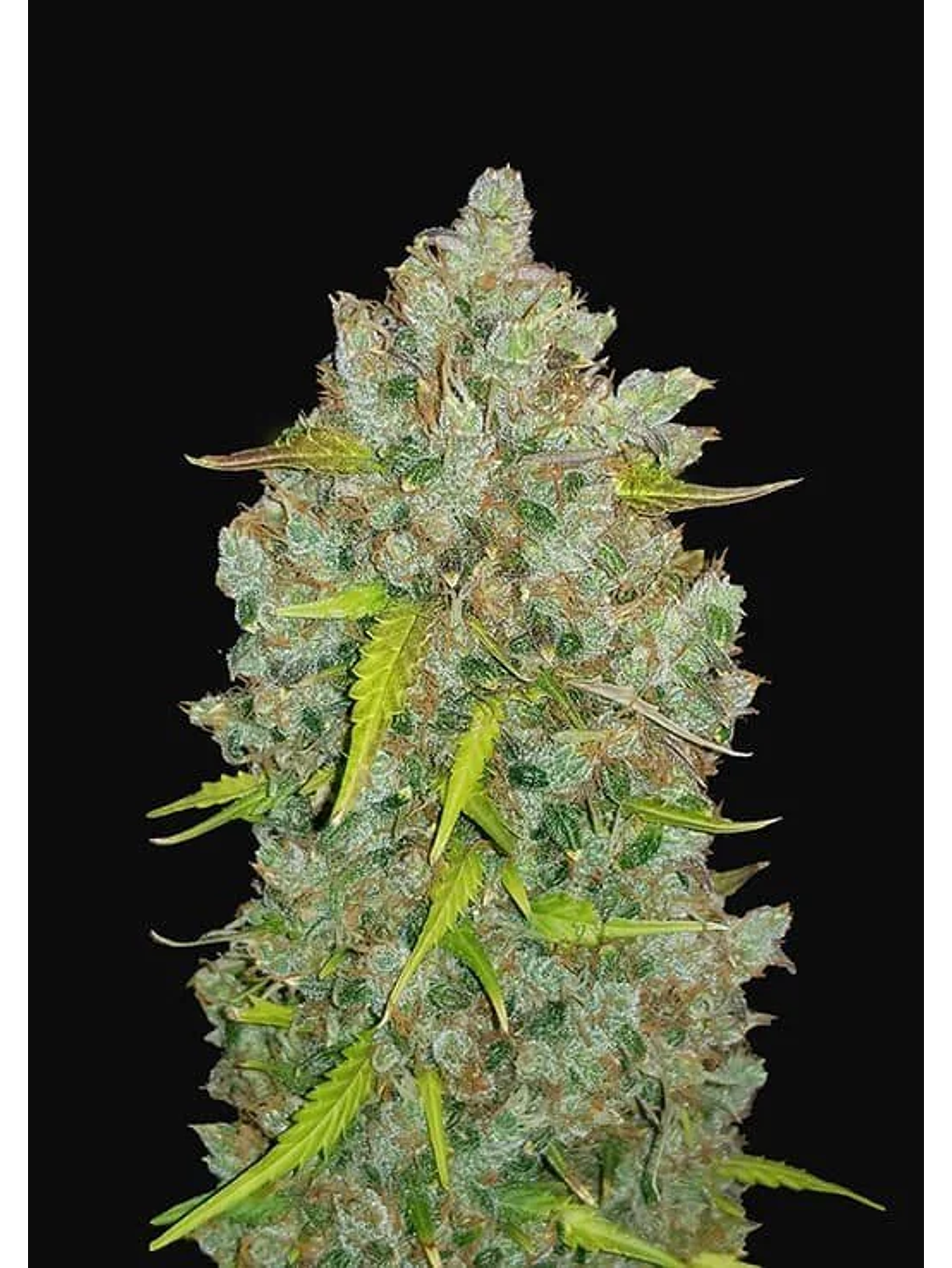 Original Bubblegum Auto X1-Fast Buds 2