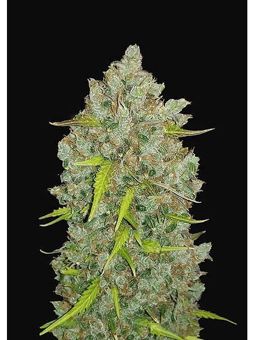 Original Bubblegum Auto X1-Fast Buds 2