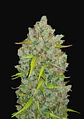 Original Bubblegum Auto X1-Fast Buds - Miniatura 2
