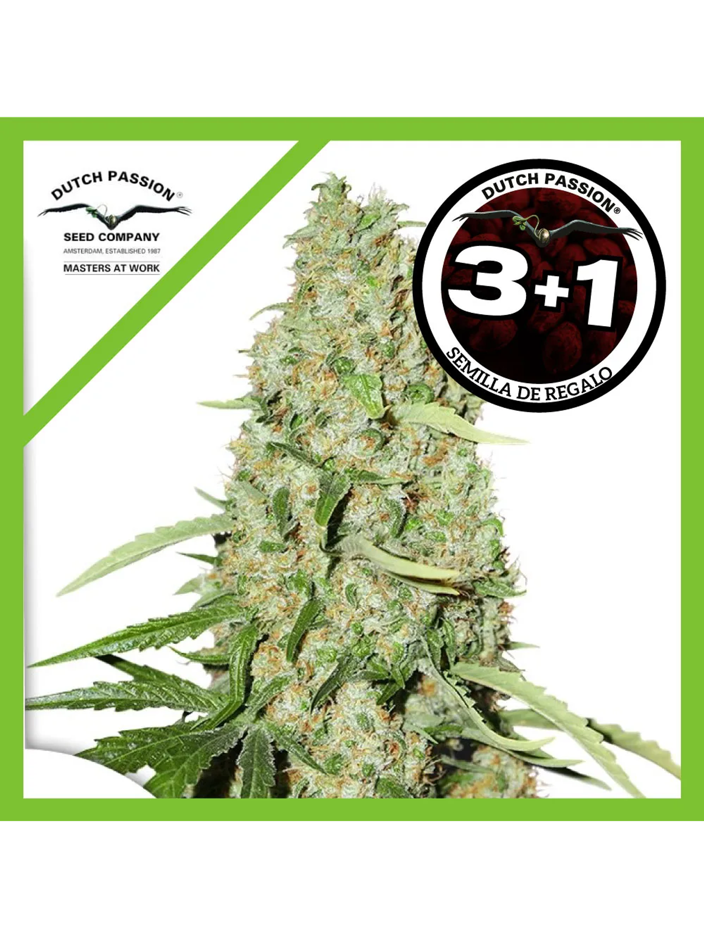 Think Fast Fem -Dutch Passion (X3/X3+1) 2