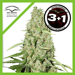 Think Fast Fem -Dutch Passion (X3/X3+1)