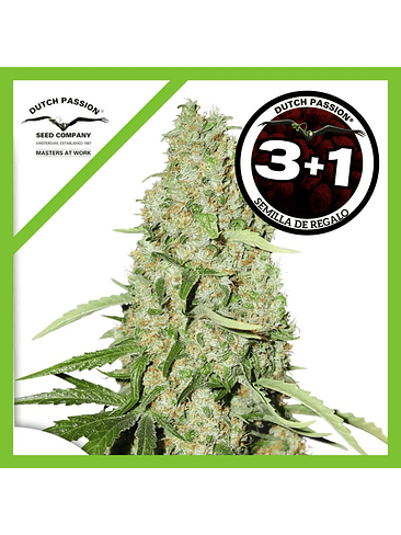 Think Fast Fem X3-Dutch Passion 2