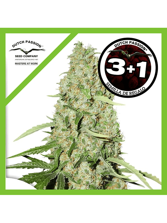 Think Fast Fem X3-Dutch Passion 2