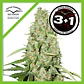 Think Fast Fem -Dutch Passion X3+1 - Miniatura 1
