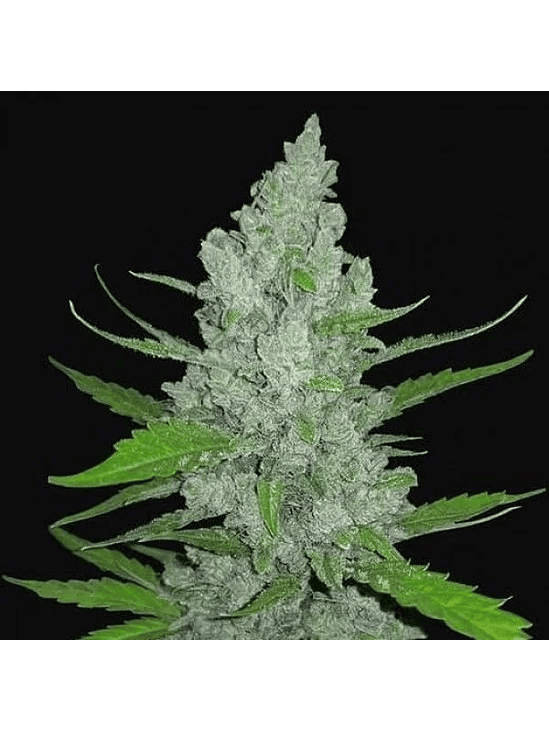 Original Sour Diesel  Auto X1-Fast Buds 2