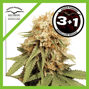 White Widow Fem X3-Dutch Passion