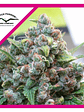 White Widow Fem X3-Dutch Passion - Miniatura 3
