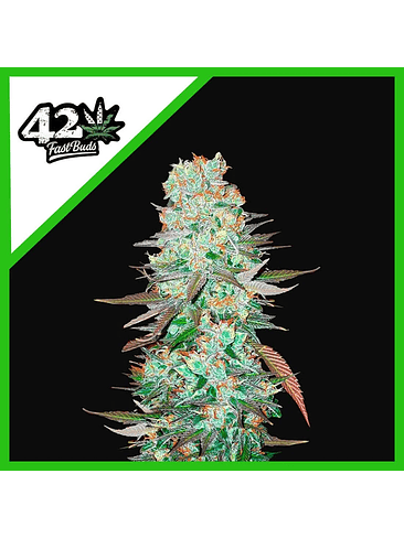 G14 Auto X1-Fast Buds 2