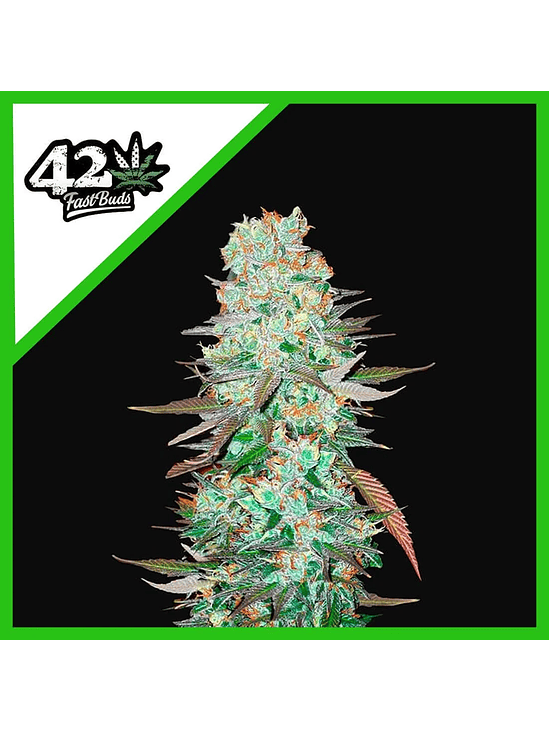 G14 Auto X1-Fast Buds 2