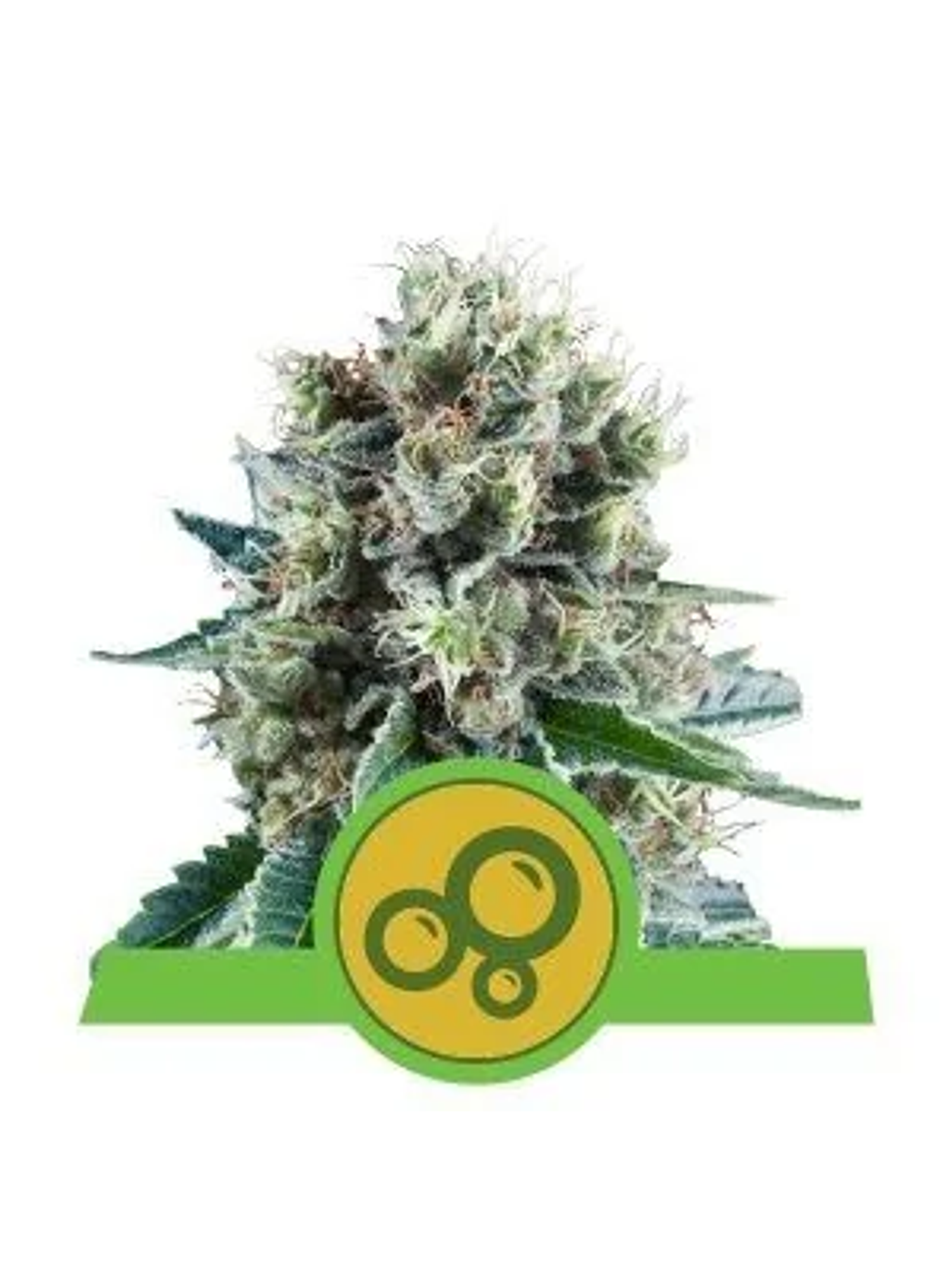 Bubble Kush Auto -Royal Queen Seeds (X10/X3/X1) 2