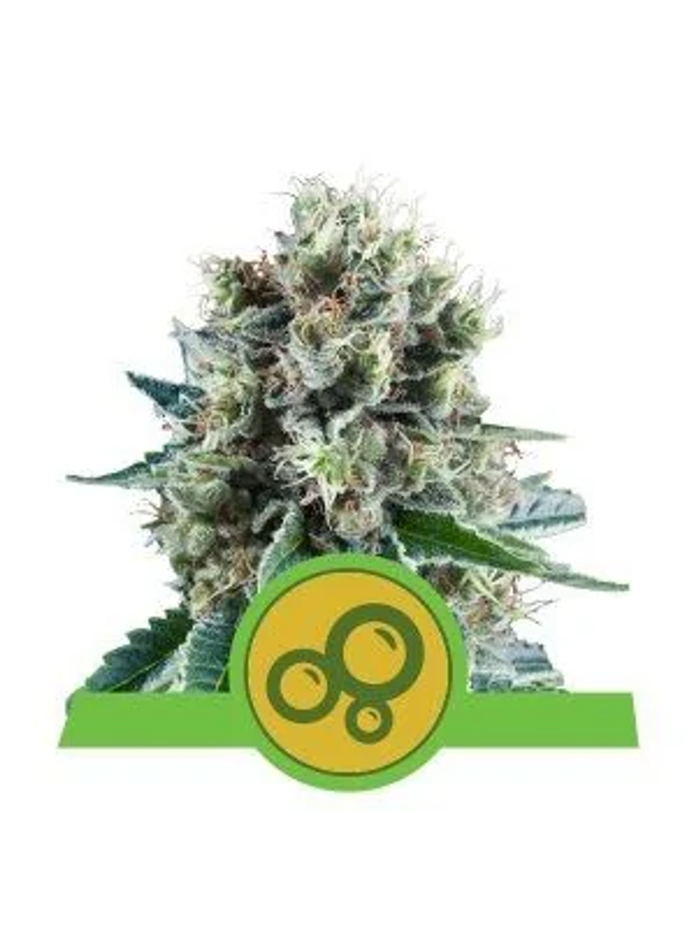 Bubble Kush Auto -Royal Queen Seeds (X10/X3/X1) 2
