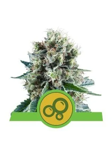 Bubble Kush Auto -Royal Queen Seeds (X10/X3/X1) 2